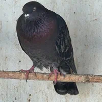 کبوتر|پرنده|چالوس, |دیوار