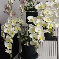 گل ارکیده همراه استند