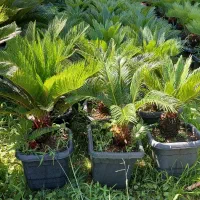 سیکاس|گل و گیاه طبیعی|چابکسر, |دیوار