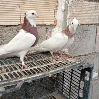 طوقی|پرنده|عسگران, |دیوار