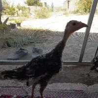 جوجه بوقلمون معاوضه  هم دارم بامرغ وخروس