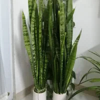گل و گیاه