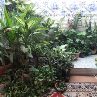 حراج تعدادی گلدان زیبا وخانگی