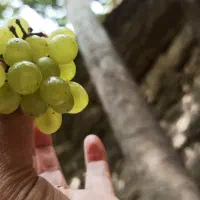 تور ی روزه چالوس