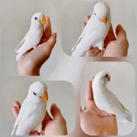 کوتوله برزیلی