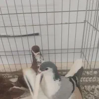 کفتر کبوتر رنگی چادری سرور