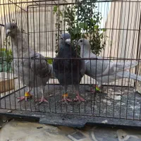 سه تا جوجه نر آلمانی ترک سفید کویتی ذات عالی