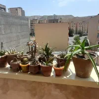 گل طبیعی|گل و گیاه طبیعی|تبریز, |دیوار