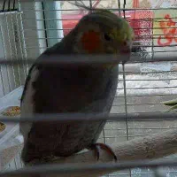 گمشده عروس هلندی سیامون