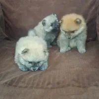 پامرانین ۳عدد