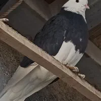 شازده|پرنده|مبارکه, |دیوار