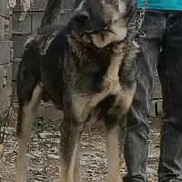 گرگ نگهبان