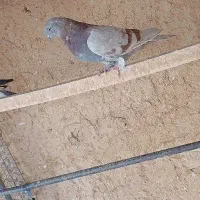 کبوتر