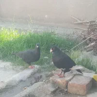 کفتر ای زاهدانی