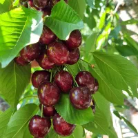 گیلاس
