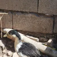 اردک