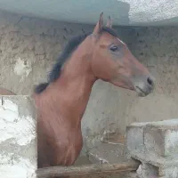 نریون