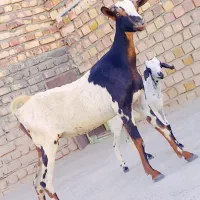 بز چینی با کعره نرچراگی