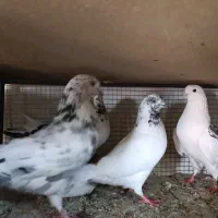 کبوتر|پرنده|بروجن, |دیوار