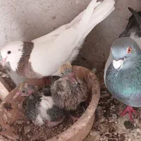 کبوتر مسافتی