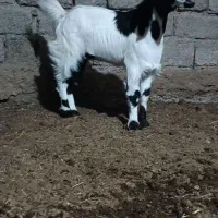 کهره ماده