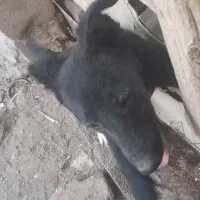 سگ پاکوتاه