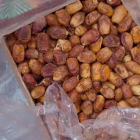 ضایعات خرما