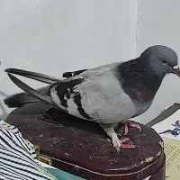 پرنده