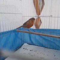یک جفت قناری سرخ