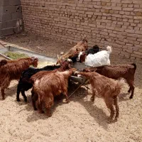 کره سبک و بز و کره سانن میش آبستن و بره ماده
