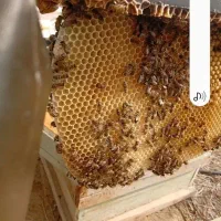 عسل طبیعی گشنیز ساکارز زیر ی‌