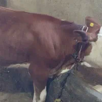 فروش گوساله ماده قرمز