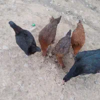 جوجه مرغ