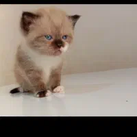 گربه