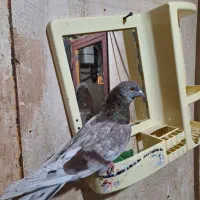 کبوتر سرور گرفتنی