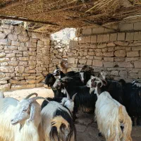 بز داشتی