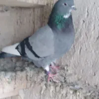 کبوتر خلخال