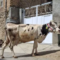 گاو سیمینتال