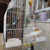 6 تا عروس هلندی