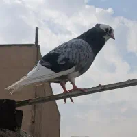 کبوتر پرشی آس