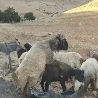 قوچ درجه 1همه چی تموم