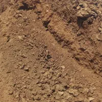 کودگاوی