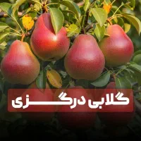 گلابی درگزی بیروتی پسته هیبرید و گردو