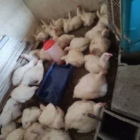 فروش مرغ زنده گوشتی به مناسبت شهادت ارزون میدم