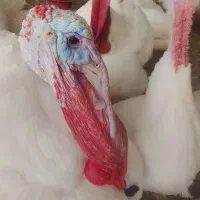 بوقلمون زنده ارگانیک باکالا برگ
