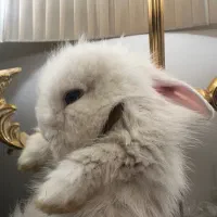 فروش خرگوش
