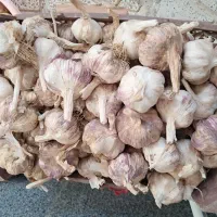 سیر