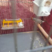 جفت فنچ اماده روی جوجه