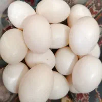 تخم کبوتر تازه خوراکی