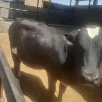 گاو.گوساله نر